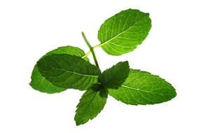 fresh Mint Leaves