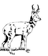 Wood Badge Critters N2