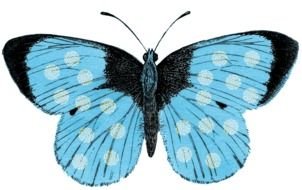 Blue Butterfly Clip Art