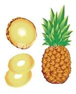Free Vector Pineapple