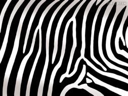 Papel De Parede Zebra drawing