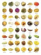 All Fruit Names