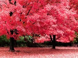 Pink Trees drawing