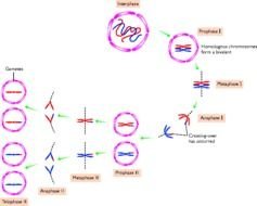 Cell Division Mitosis And Meiosis