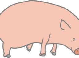 Clip art of Pig