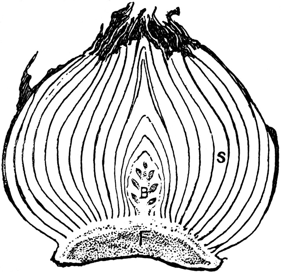 cut tulip tuber