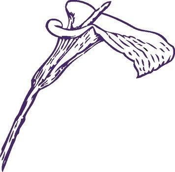 Calla Lily Clip Art N3