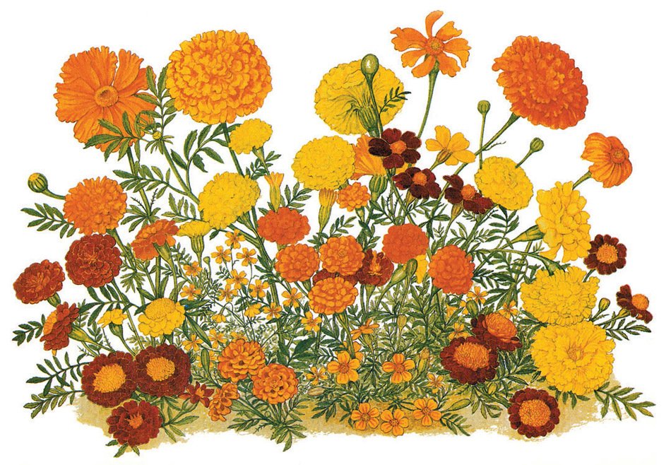 Drawing of the Marigold Flowers