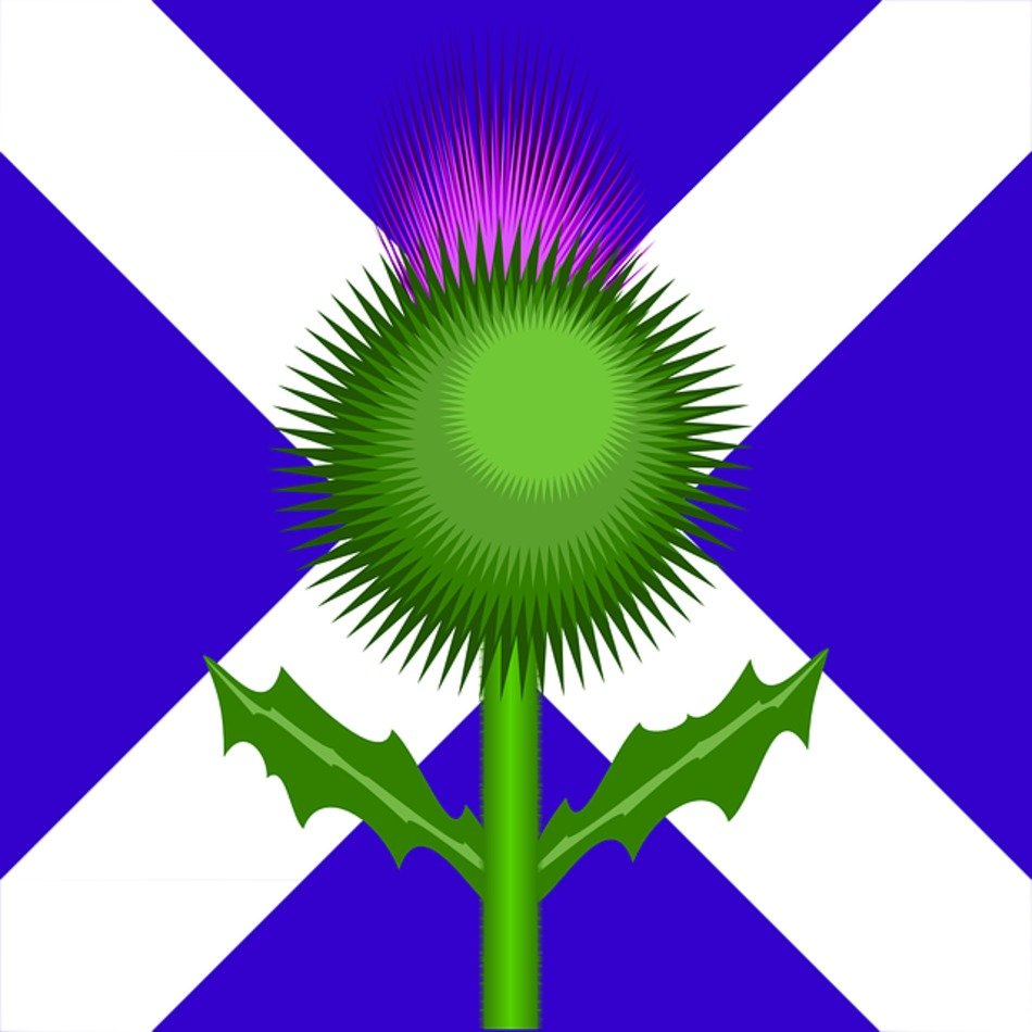 Scottish Thistle Clip Art N19