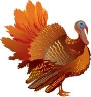 Turkey Clip Art N74