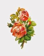 Free Clip Art Pink Roses Flowers N2