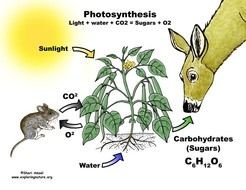 Plant Photosynthesis Diagram