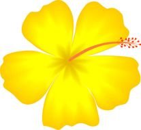 Hawaii State Flower Clip Art N5