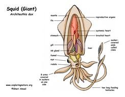Giant Squid Diagram