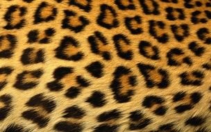 cat Leopard Print