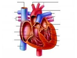 Human Heart Diagram Unlabeled drawing
