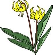 Clip Art Lily Flowers N7