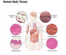 Body Tissues drawing