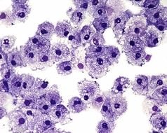 A lot of the blood cells clipart