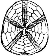 Fossil Clip Art drawing