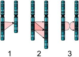 Chromosome Mutation