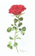 cute nice Red Rose Drawing