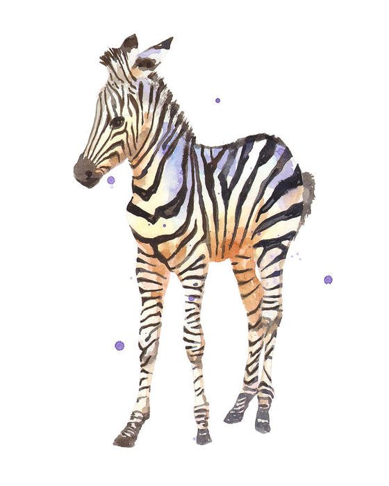 Standing beautiful zebra