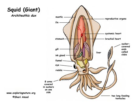 Giant Squid Diagram