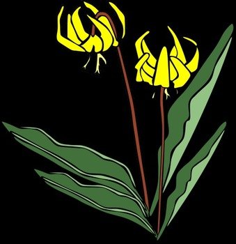 Clip Art Lily Flowers N7