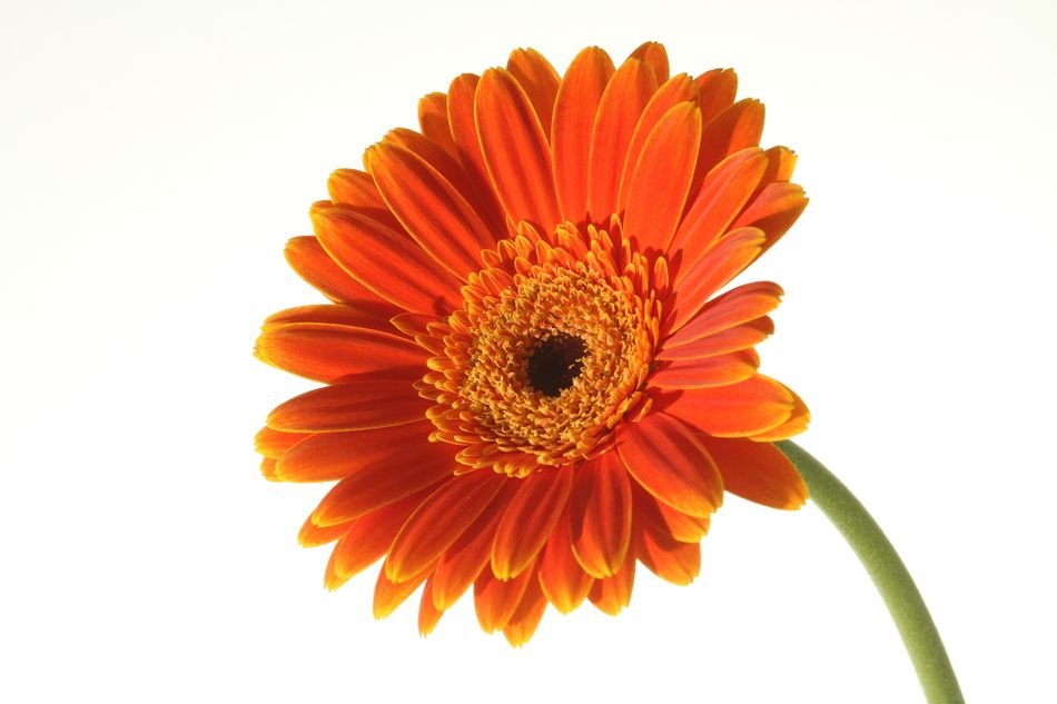 Orange Flower On White Background drawing
