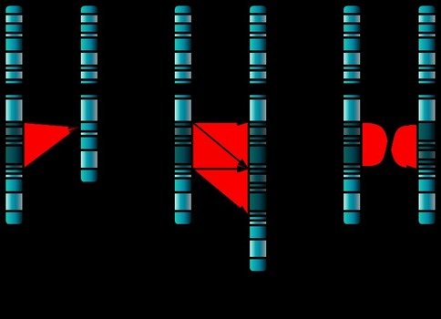 Chromosome Mutation