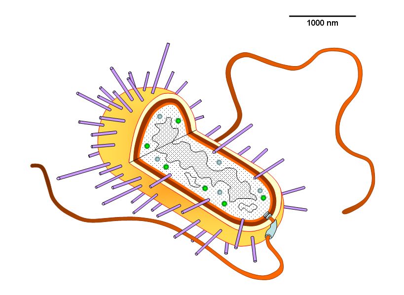 Unlabeled prokaryotic cell diagram free image download