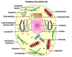 Animal Cell Diagram N9