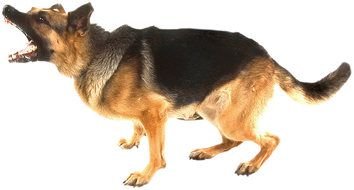 Ä°llustration of angry German Shepherd Dog