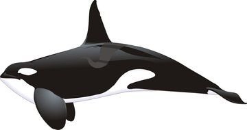 Orcinus Orca drawing
