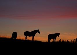 silhouettes of horses at sunset as a picture for clip art