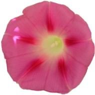 photo of pink ranunculus bud