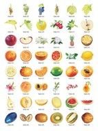 Vector Fruit Graphics drawing