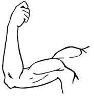 muscular male Arm, Clip Art