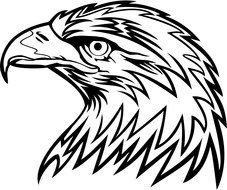 Eagle Head, black and white drawing
