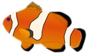 Tropical Fish clown