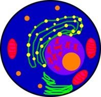 The Cell Clip Art