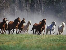 herd of Wild Horses Running Free