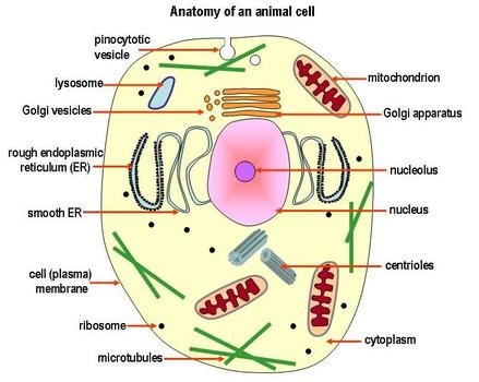 Animal Cell Diagram N9