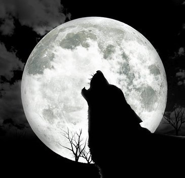 Wolf Howling At Moon N16