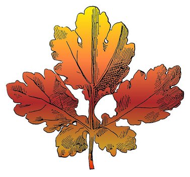 Food Clip Art N101