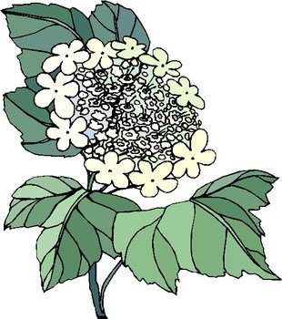 De Flores Cliparts Primavera Florais Clipart Flor N3