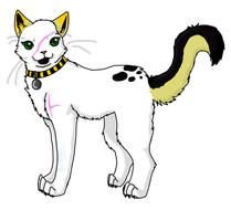 painted white cat with a striped collar