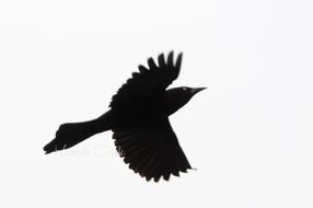 black silhouette of a bird in flight