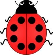 Lady Bird Beetle
